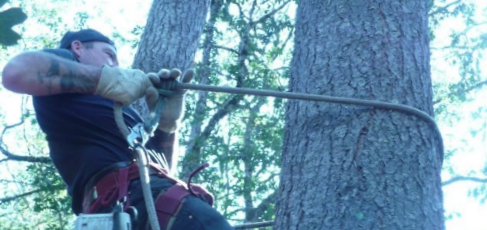 professional tree removal