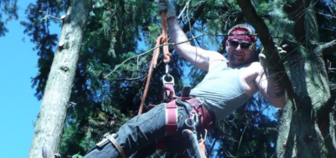 professional tree cutting